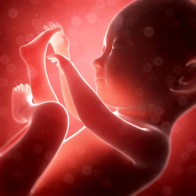fetal development facts highlight how a fertilized egg transforms into a growing baby over three distinct stages.