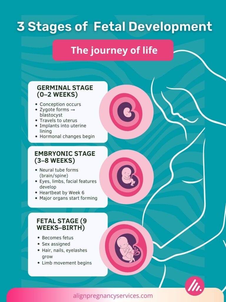 A clear, educational infographic illustrating the three stages of fetal development. The Germinal Stage shows early processes like zygote formation and implantation. The Embryonic Stage emphasizes organ development, heartbeat, and facial features. The Fetal Stage displays growth of limbs, nails, and the assignment of sex. Designed to communicate fetal development facts in a simple timeline format.
